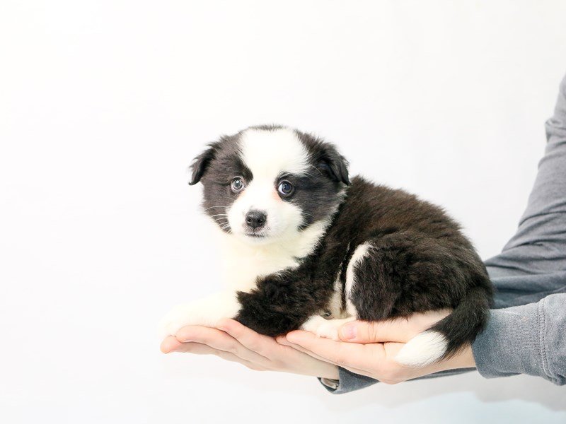 Aussimo-Male-BLK WHITE-2861236-My Next Puppy