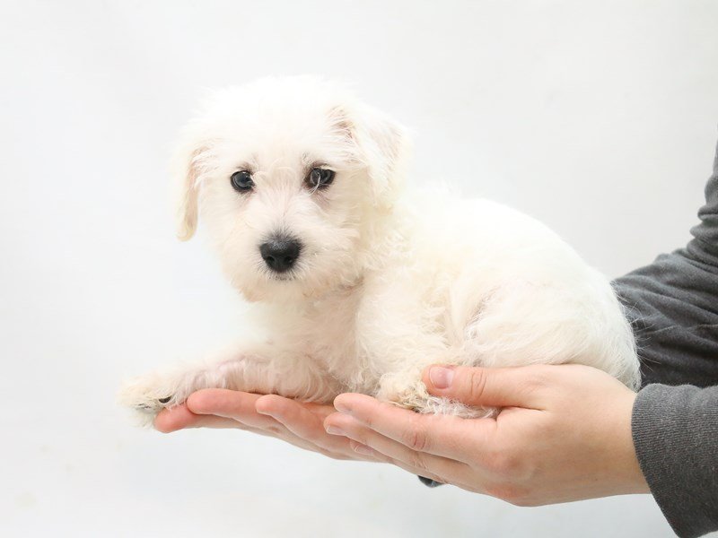 Miniature Schnoodle-Male-White-2874960-My Next Puppy