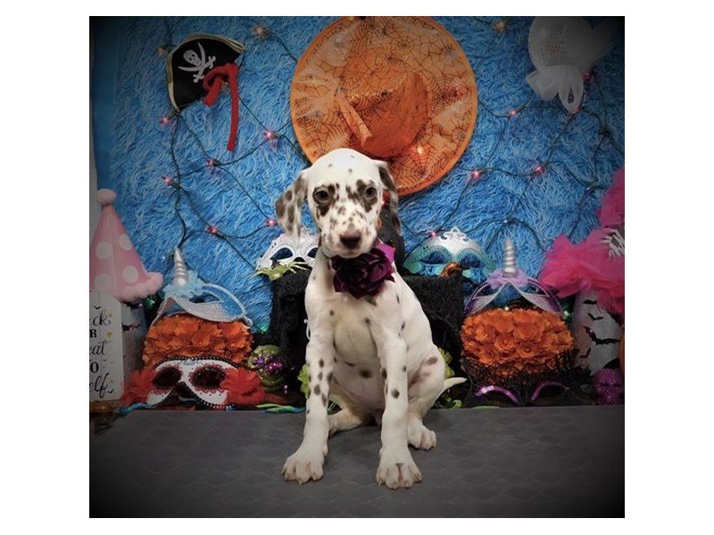 Dalmatian-DOG-Female-White / Liver-2890013-My Next Puppy