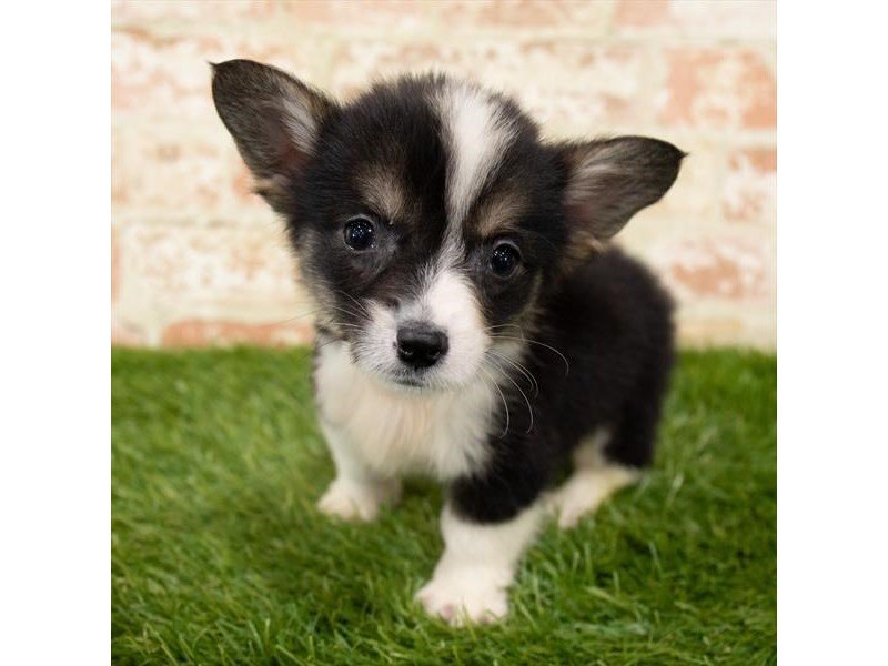 Pembroke Welsh Corgi-DOG-Male-Black White / Tan-2896913-My Next Puppy