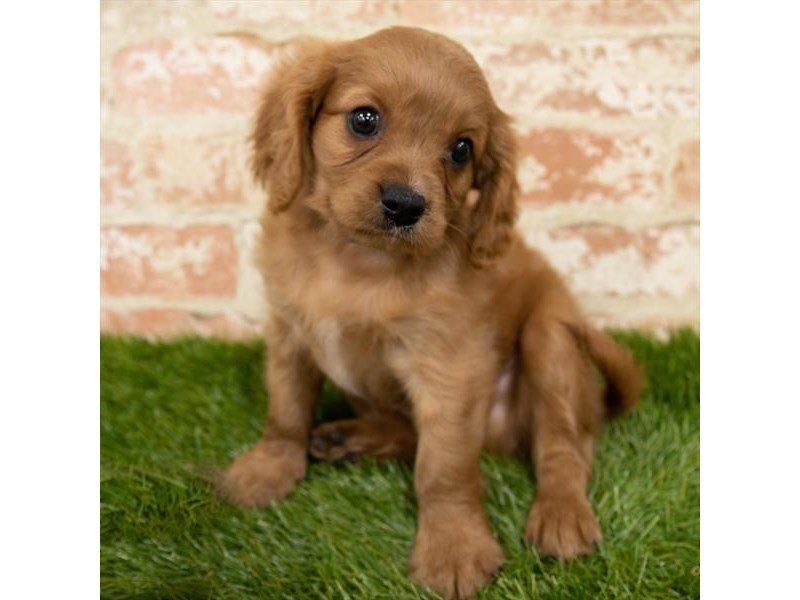 Cavalier King Charles Spaniel-DOG-Male-Ruby-2905991-My Next Puppy