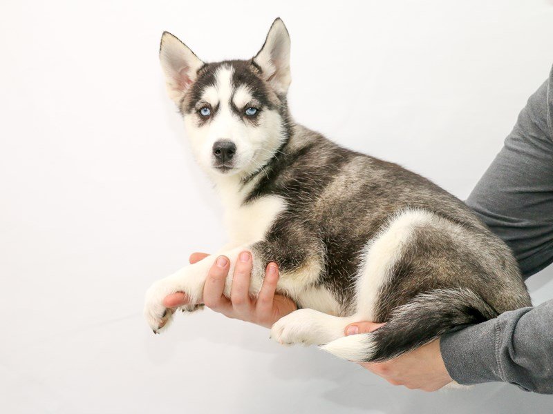 Siberian Husky-DOG-Female-Black and White-2906745-My Next Puppy
