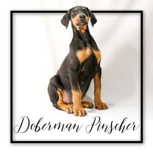 Popular Dog Breeds - My Next Puppy