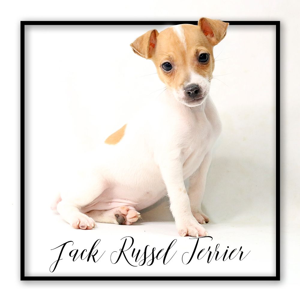 Jack Russel Terrier