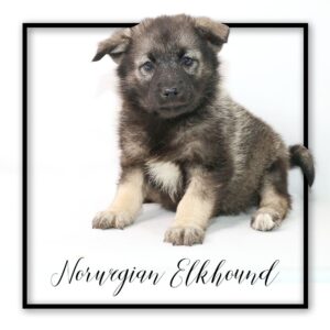 Popular Dog Breeds - My Next Puppy