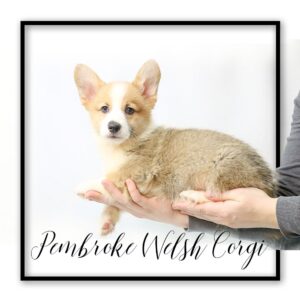 Popular Dog Breeds - My Next Puppy