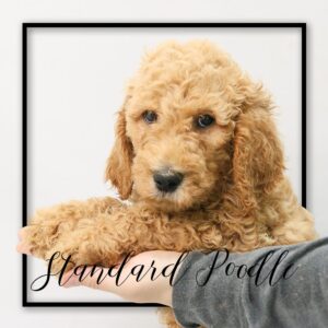 Popular Dog Breeds - My Next Puppy