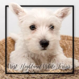 Popular Dog Breeds - My Next Puppy