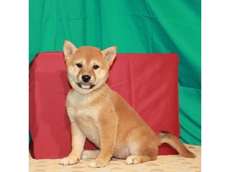 Shiba Inu-DOG-Female-Red Sesame-2795314-My Next Puppy
