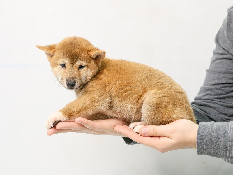 Shiba Inu-DOG-Female-Red Sesame-2807846-My Next Puppy