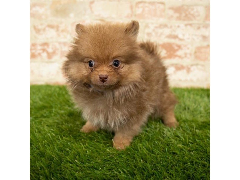 Pomeranian-DOG-Male-Chocolate-2875545-My Next Puppy