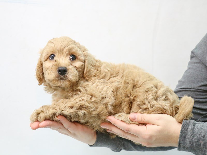 Cockadoodle-Male-RED-2876207-My Next Puppy