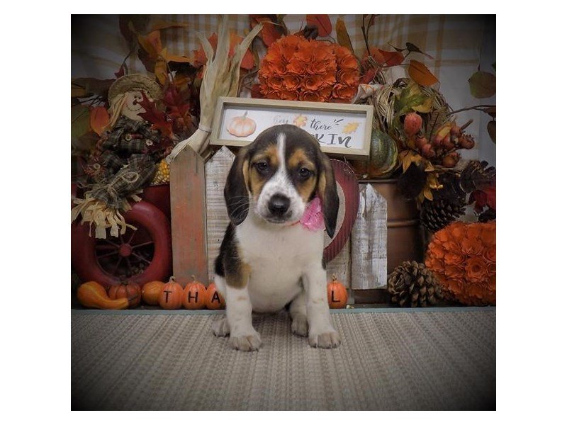 Beagle-DOG-Female-Black White / Tan-2903772-My Next Puppy
