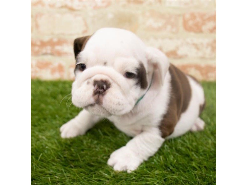 Bulldog-DOG-Female-Chocolate-2913511-My Next Puppy