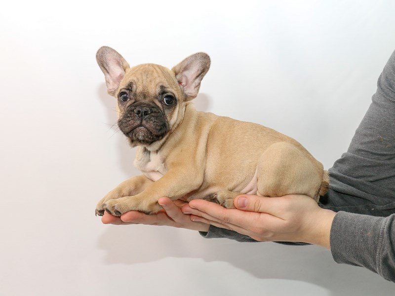 French Bulldog-DOG-Male-Cream-2913514-My Next Puppy