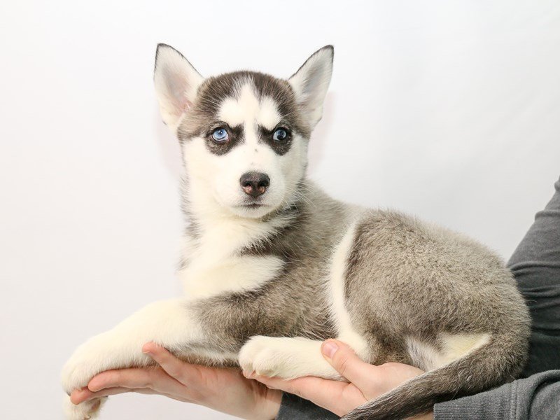 Siberian Husky-DOG-Male--2913356-My Next Puppy