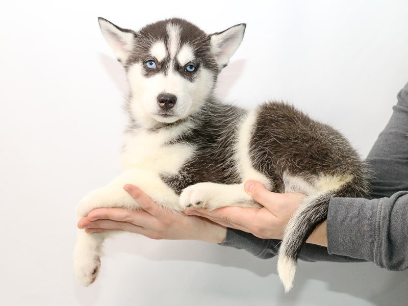 Siberian Husky-DOG-Male--2913351-My Next Puppy