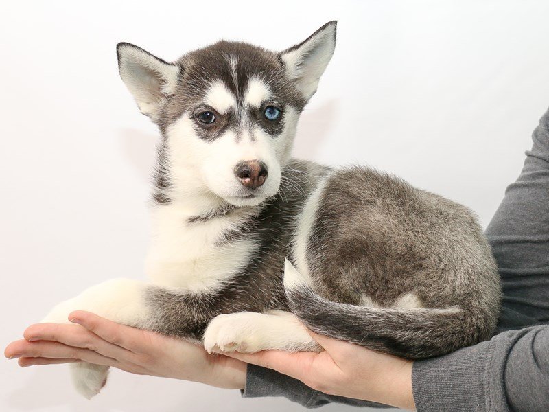 Siberian Husky-DOG-Female--2913338-My Next Puppy