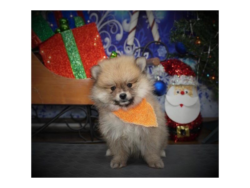 Pomeranian-DOG-Male-Orange Sable-2918596-My Next Puppy