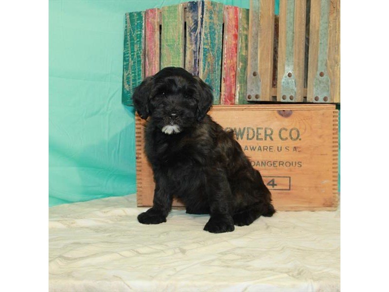 Mini Whoodle-DOG-Female-Brindle-2918641-My Next Puppy