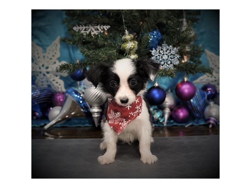 Miniature Australian Shepherd-DOG-Male-Black / White-2918643-My Next Puppy