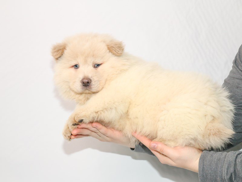 Chow Chow-DOG-Female-Cream-2921314-My Next Puppy