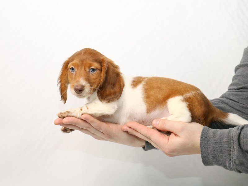 Miniature Dachshund-DOG-Male-Red Pied-2921304-My Next Puppy