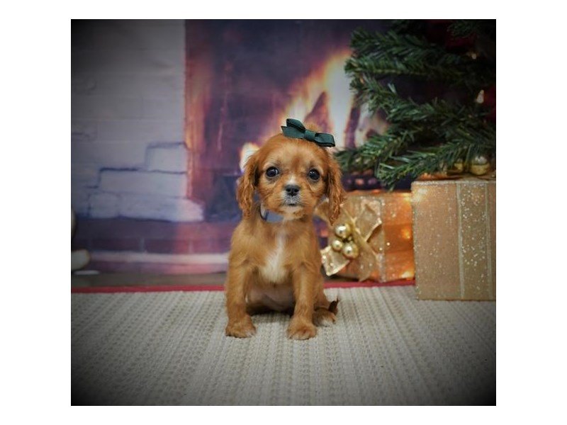 Cavalier King Charles Spaniel-DOG-Female-Ruby-2925765-My Next Puppy