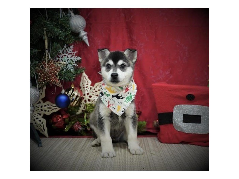 Alaskan Klee Kai-DOG-Male-Black / White-2925770-My Next Puppy