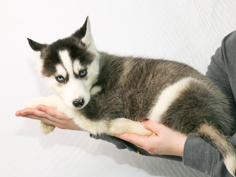 Siberian Husky-DOG-Male--2928739-My Next Puppy