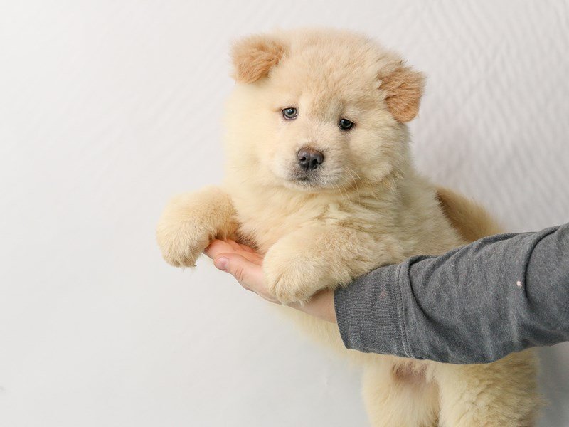 Chow Chow-DOG-Female--2928747-My Next Puppy