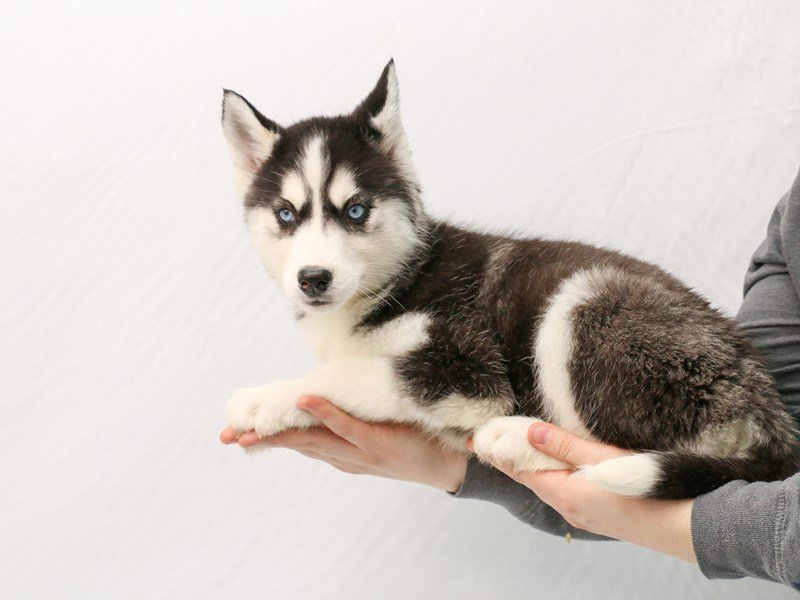 Siberian Husky-DOG-Female--2928736-My Next Puppy