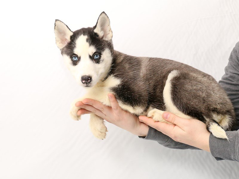 Siberian Husky-DOG-Female--2928737-My Next Puppy