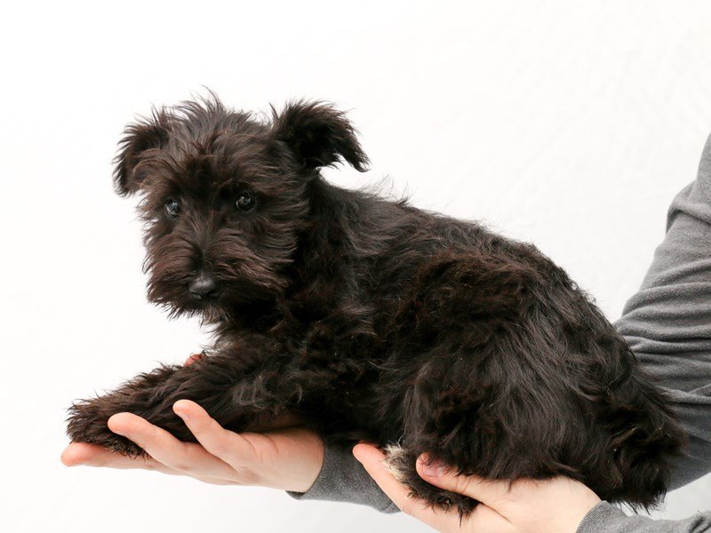 Miniature Schnauzer-DOG-Male-Black / White-2923297-My Next Puppy
