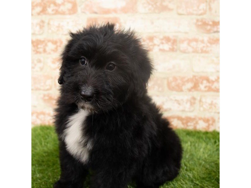 Miniature Aussiedoodle-Male-Black-2932135-My Next Puppy