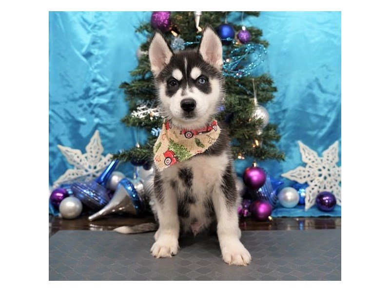 Siberian Husky-DOG-Male-Black / White-2932154-My Next Puppy