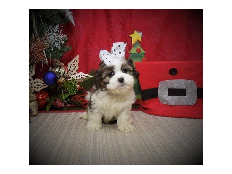 CavaTzu-DOG-Female-Gold / White-2932166-My Next Puppy