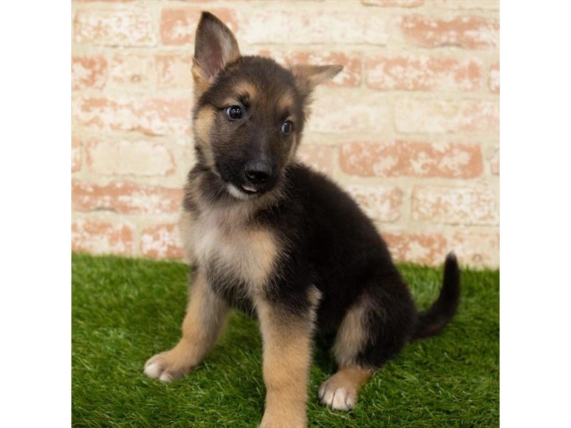 German Shepherd Dog-DOG-Female-Black / Tan-2932607-My Next Puppy