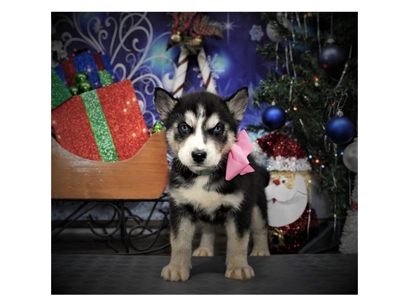Siberian Husky-DOG-Female-Black White / Cream-2932610-My Next Puppy