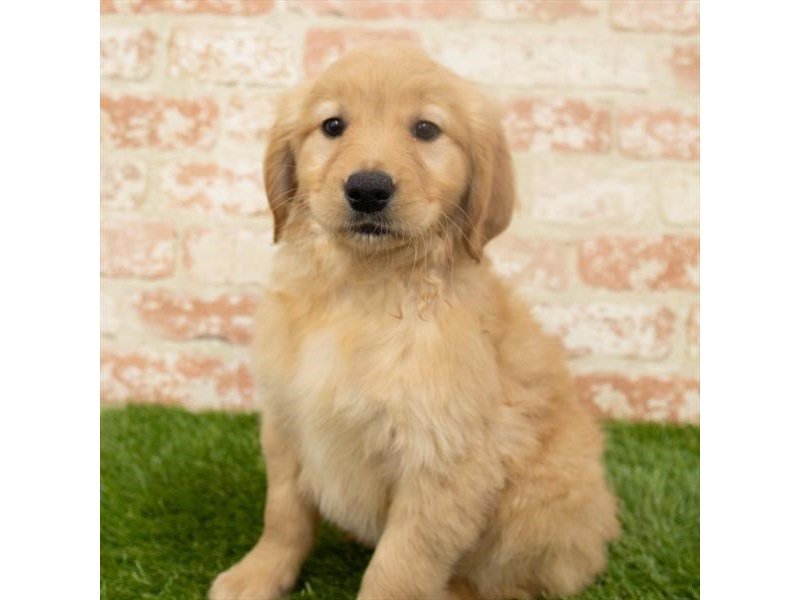 Golden Retriever-DOG-Female-Golden-2942322-My Next Puppy