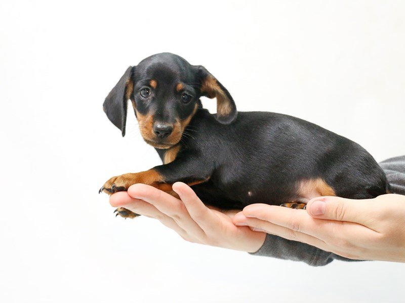 Miniature Dachshund-DOG-Male-Black / Tan-2874962-My Next Puppy