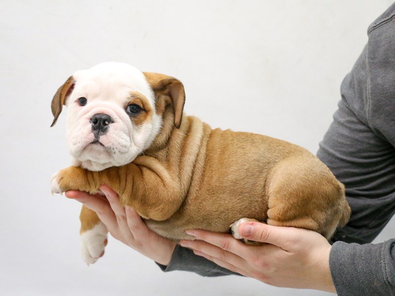 English Bulldog-DOG-Female-Red-2877291-My Next Puppy