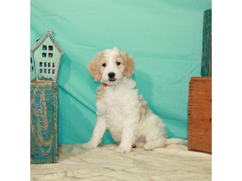 Mini 2nd Gen Goldendoodle-DOG-Male-White / Gold-2918599-My Next Puppy