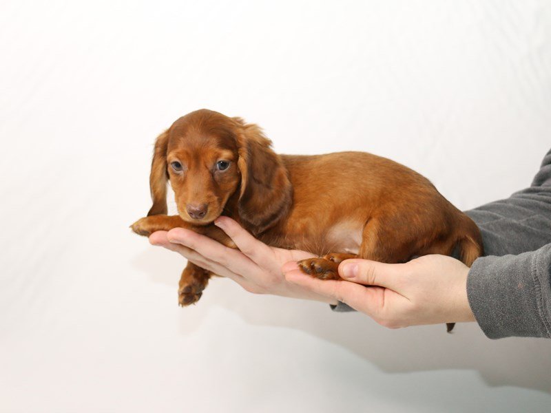 Miniature Dachshund-DOG-Female-Red-2921289-My Next Puppy