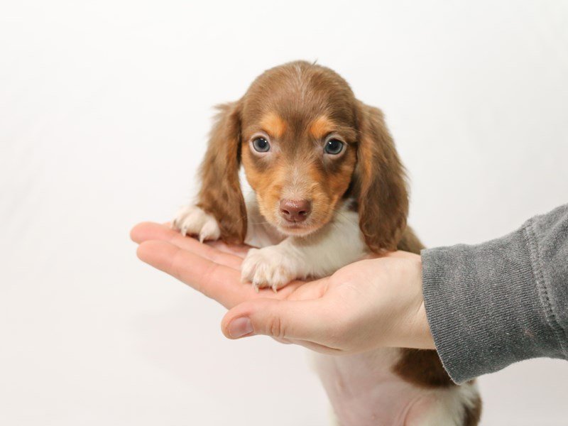 Miniature Dachshund-DOG-Male-Chocolate pied-2921307-My Next Puppy