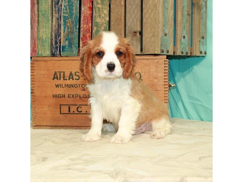 Cavalier King Charles Spaniel-DOG-Male-Blenheim / White-2932134-My Next Puppy