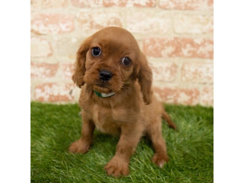 Cavalier King Charles Spaniel-DOG-Female-Ruby-2932683-My Next Puppy