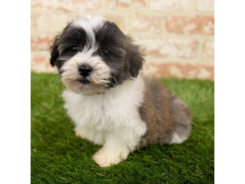 Teddy Bear-DOG-Male-Brown / White-2942324-My Next Puppy