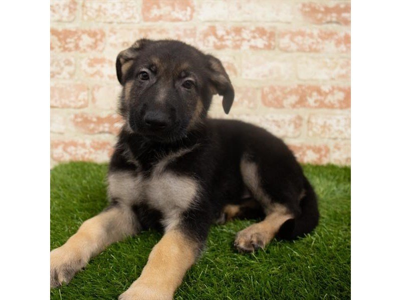 German Shepherd Dog-DOG-Male-Black / Tan-2942327-My Next Puppy