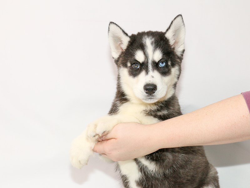 Siberian Husky-DOG-Male-Black / White-2963683-My Next Puppy